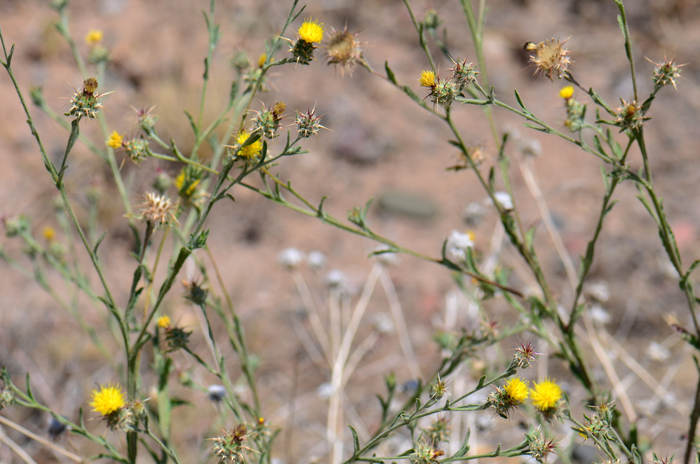 Maltese Star-thistle is an annual or biennial that grows up to 3 feet or less. It is often referenced as a Knapweed as most other species in the genus Centaurea. Centaurea melitensis 